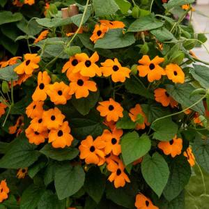Thunbergia Alata Suzanne aux Yeux Noirs